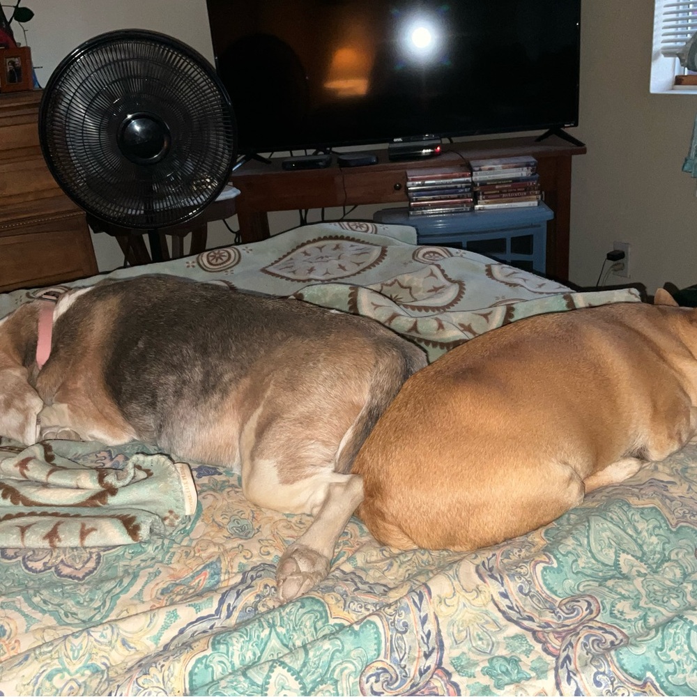 Mini and Charlie - Picture 6 of 10